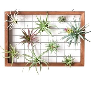 Airplant Holder (3 AIRPLANTS INCLUDED)